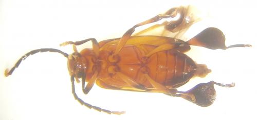 Bratyna sp.